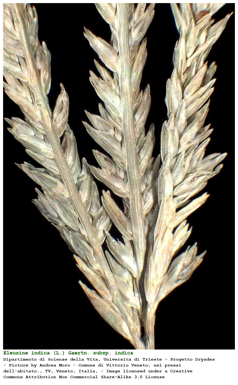 Eleusine indica (L.) Gaertn. subsp. indica